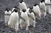 Uma fila de pinguins adelie na praia de Brown Bluff, na Antártida